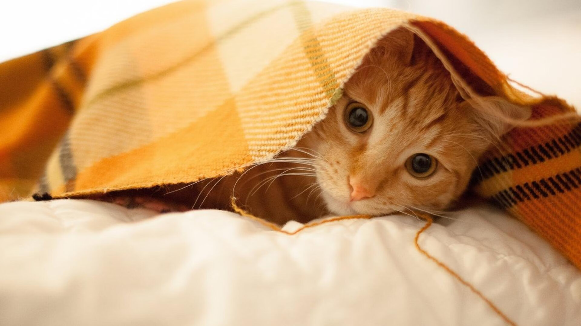 北京队完胜广厦队,贝恩成为关键先生